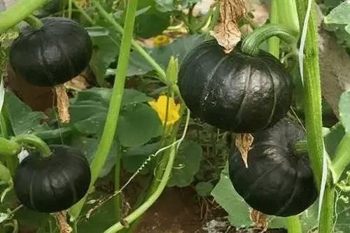 早晨吃贝贝瓜会胖吗,体重变化揭秘