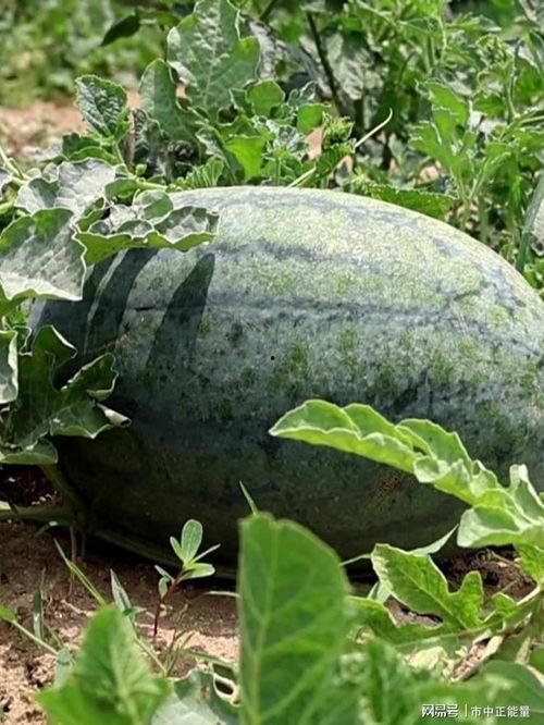 带你吃瓜贴图,带你一图览尽“带你吃瓜”热门话题