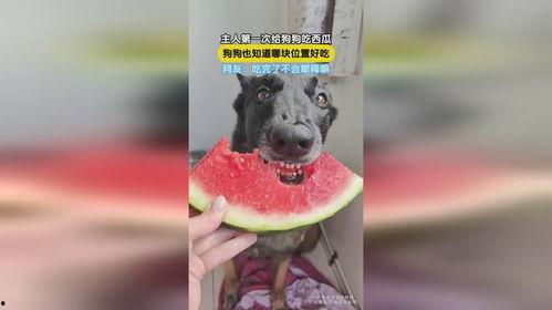 会吃瓜的狗狗,揭秘宠物界的趣味生活