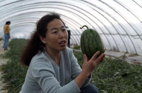 邂逅吃瓜,一场吃瓜盛宴的奇妙之旅