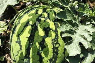 小鸟吃瓜解暑,小鸟吃瓜解暑趣事