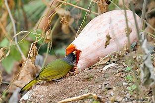 小鸟吃瓜解暑,小鸟吃瓜解暑趣事