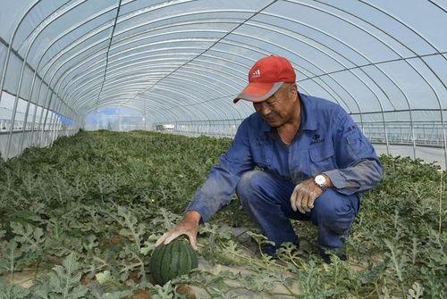 戈壁吃瓜,一场穿越沙漠的味蕾冒险