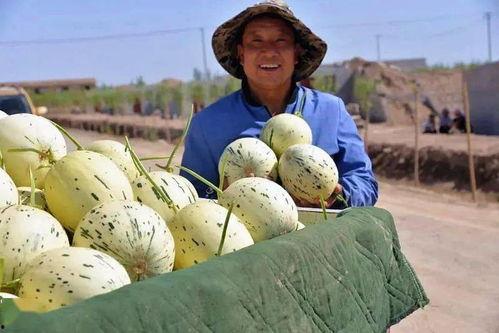 戈壁吃瓜,一场穿越沙漠的味蕾冒险