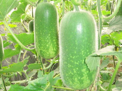 第689章 吃大瓜,揭秘惊天大瓜，剧情反转令人震惊