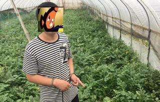 下山顶吃瓜群众,见证历史瞬间的独特视角