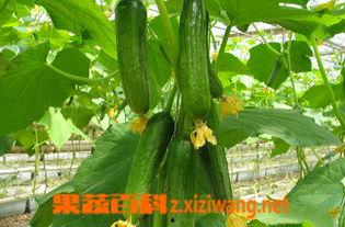 乳瓜这样吃,创意美味,尽享田园风情