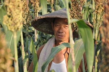 红高粱吃瓜直播,吃瓜群众的热闹盛宴