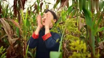 红高粱吃瓜直播,吃瓜群众的热闹盛宴